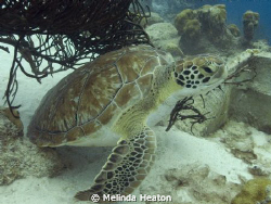 He was so busy cleaning his shell on the coral that he wa... by Melinda Heaton 